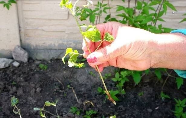 Clematis Jackmanii (Clematis Jackmanii): popis, odrůdy, prořezávání, fotografie