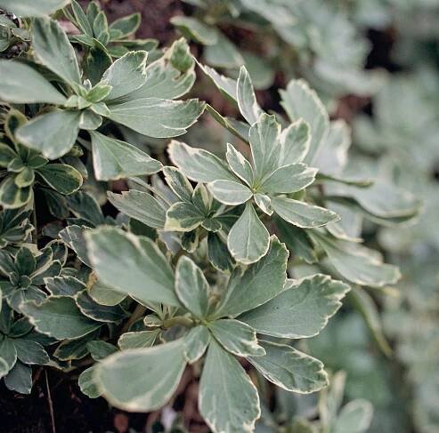 Variegated Pachysandra