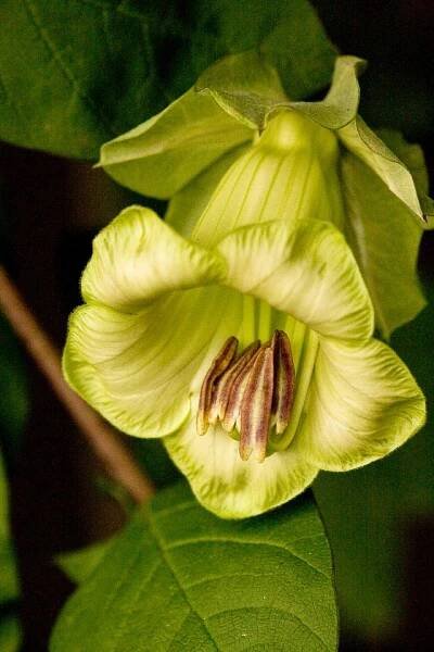 Cobaea Scandens