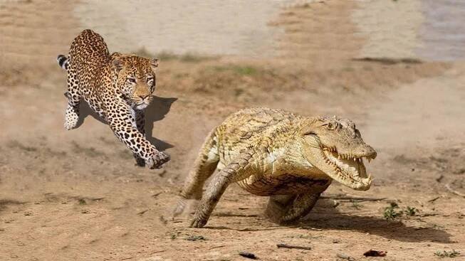 Survival Strategies in the Wild To Apply in Real-Life | DinoAnimals.com