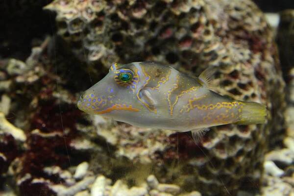 Canthigaster axiologus
