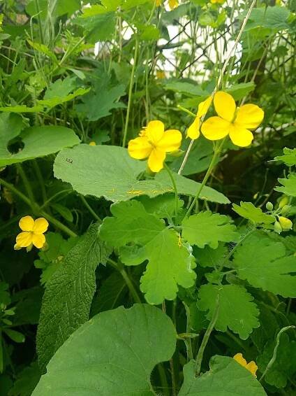 Greater Celandine (Chelidonium majus)