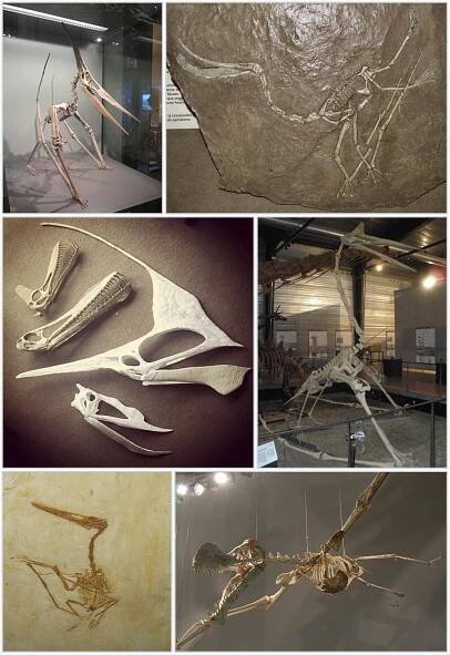 Pterodactyloidea