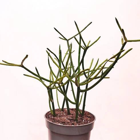 Euphorbia Tirucalli