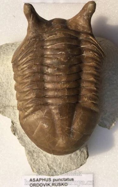 Zkameněliny | 7.PALEOTABULE-TRILOBITI SVĚT 2 | Arnošt Hanák