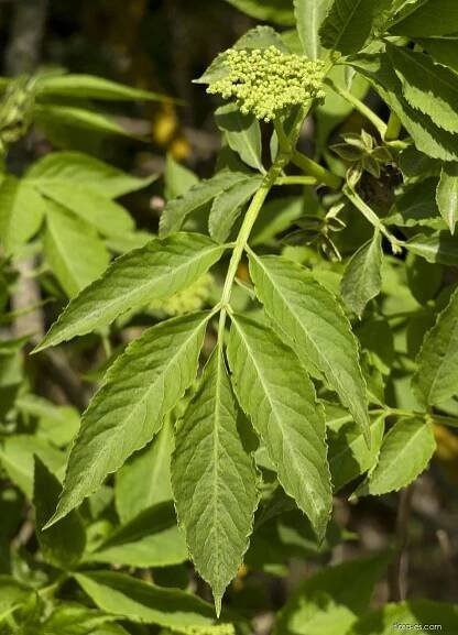 Bez černý (Sambucus nigra), listy líc