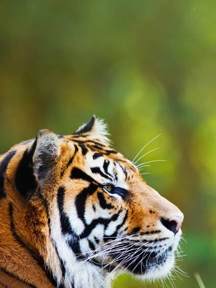 India’s 8 best tiger reserves for first-time safari goers