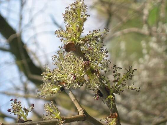 PKR/Fraxinus excelsior – Wikiverzita