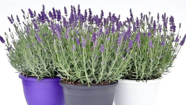 lavenderannet