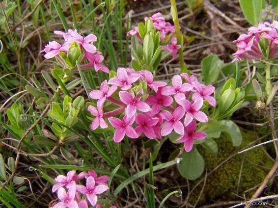 Lýkovec vonný (Daphne cneorum)