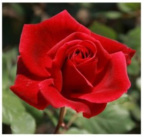 Růže popínavá červená – Rosa – prodej semen růží