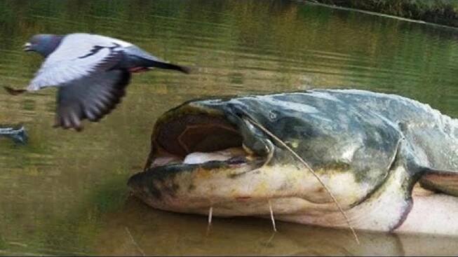 KILLER CATFISH HUNT PIGEONS ON LAND