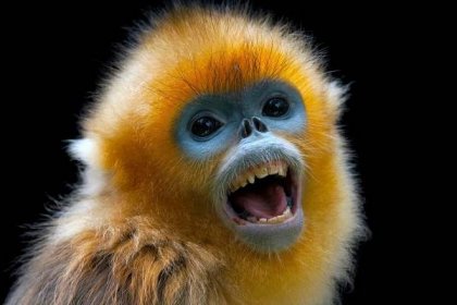 Ancient Chronicles Show Modern Demise of Snub-Nosed Monkeys