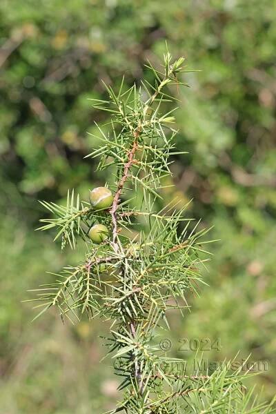 Juniperus oxycedrus