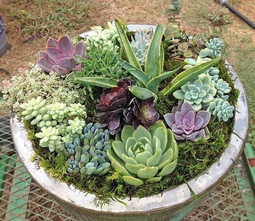 Succulent Arrangement in Pot on Table