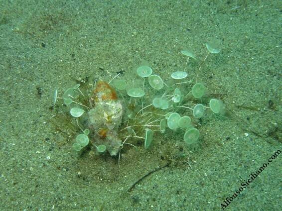 Seaweeds – Alfonso Siciliano, Ph.D.
