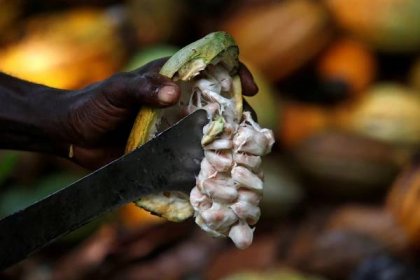 Podraží prudce čokoláda? Afričtí pěstitelé kakaa vytváří kartel po vzoru toho ropného a zvedli skokově cenu