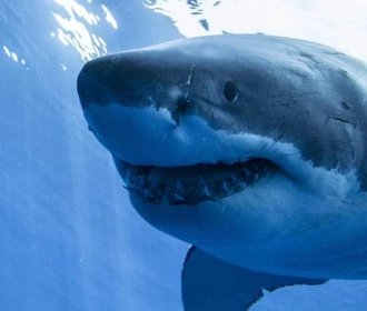 Basking shark vs great white shark  2