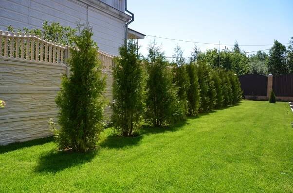 Výsadba thuja na podzim: technologie, popis krok za krokem, schémata