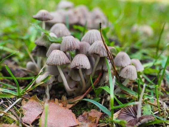 lysohlávka: Psilocybe – rod stopkovýtrusých lupenatých hub