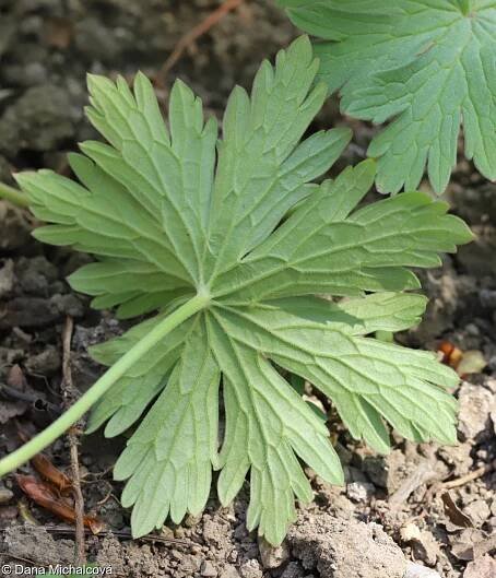 Geranium pratense – kakost luční