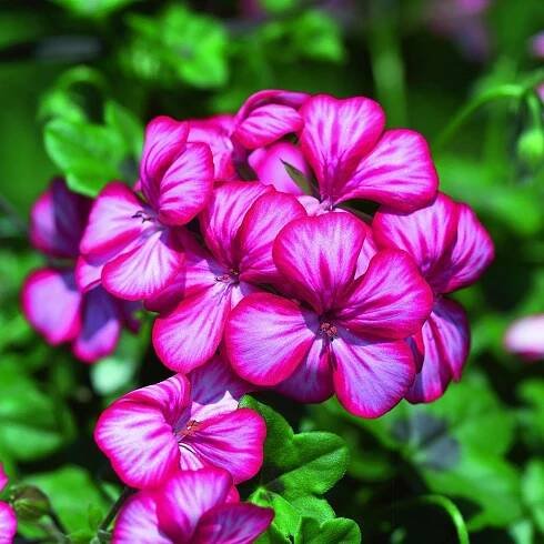 Muškát (Pelargonium Platinum)