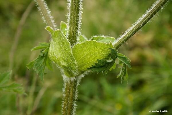 Laserpitium archangelica - hladýš andělikový | Apiaceae - miříkovité | Natura Bohemica