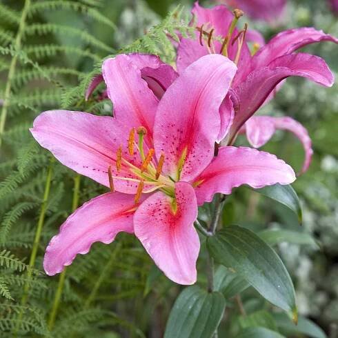 Acapulco Oriental Lily