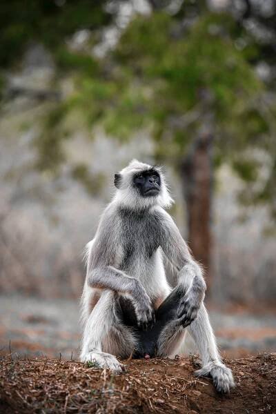 Langur