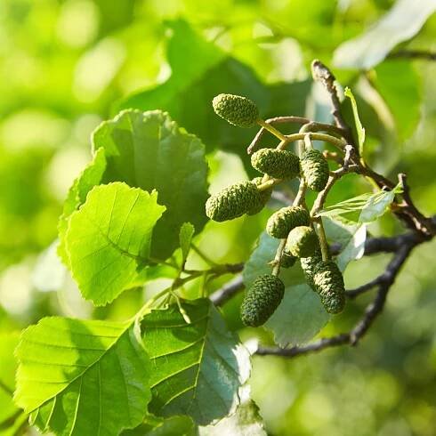 Olše lepkavá – Alnus glutinosa – osivo olše