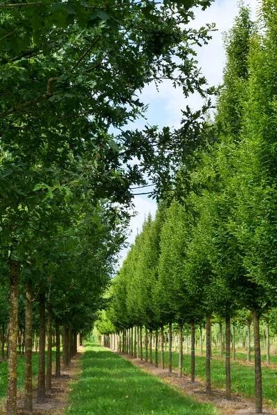 Carpinus betulus 'Fastigiata' | habr obecný 'Fastigiata' - Van den Berk školky