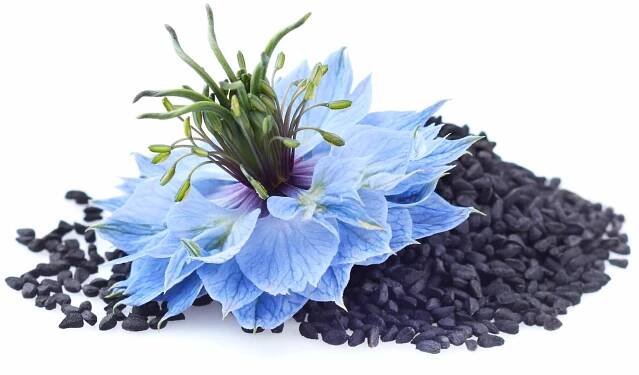 Černé kmín semena s nigella sativa květ na bílém pozadí — Stock obrázek