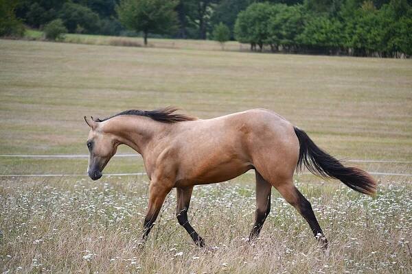 Quarter horse hřebeček - Nový Jičín