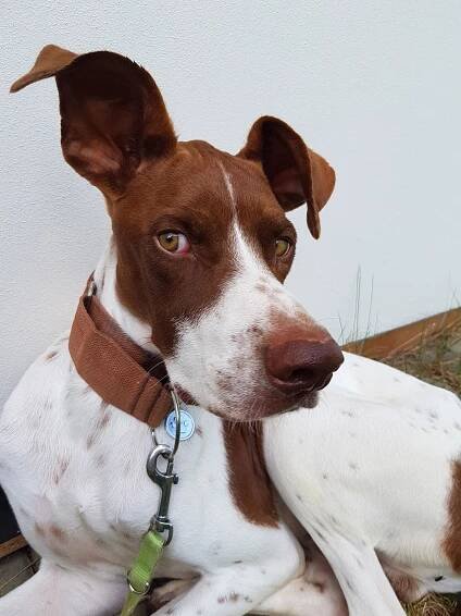 Zachraňme Willyho – aneb jak a proč jsme adoptovali psa ze Španělska