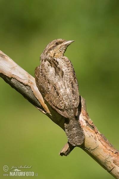 Krutihlav obecný | Naturfoto.cz