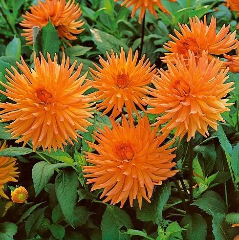 Dahlia ´Cactus Orange´ , Jiřina kaktusovitá oranžová, I., SUPERCENA