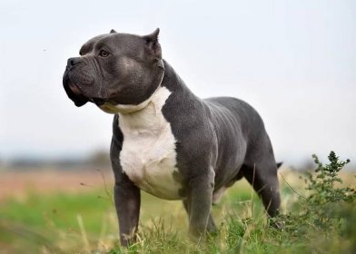 American XL bullies amnesty to come before ban as breed ‘linked to half of all dog attacks’
