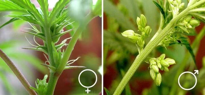 samice versus samec marihuana