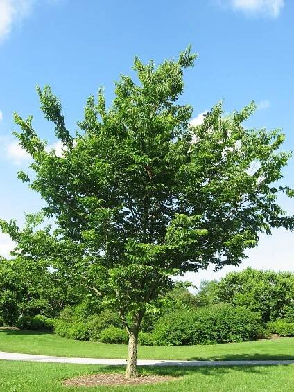 Soubor:Celtis occidentalis 20090606.jpg