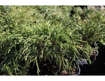 Cypřišek hrachonosný 'Filifera Nana' - Chamaecyparis pisifera 'Filifera Nana' Kontejner o objemu 20 litrů velikost 60-80 cm
