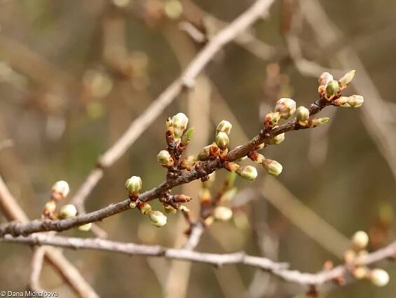 fotografický klíč k určování cévnatých rostlin :: BOTANICKÁ FOTOGALERIE