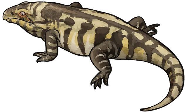 Reiszorhinus