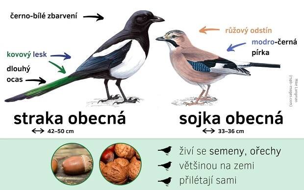 Ptačí druhy pro začátečníky – MAP IV Brandýsko