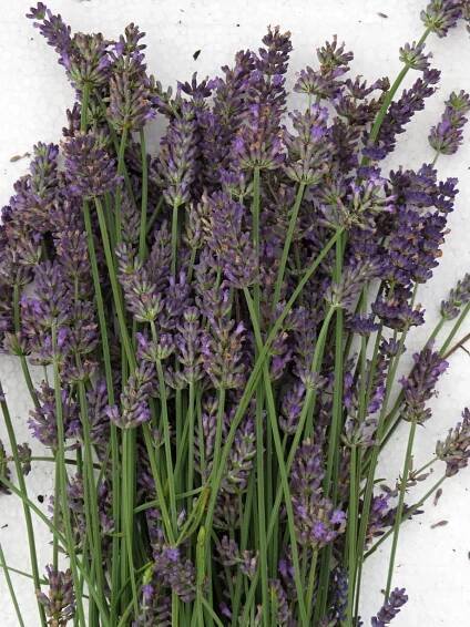 Lavandula intermedia Hidcote Giant | Ovoce a bylinky |Zahradnictví Franc 