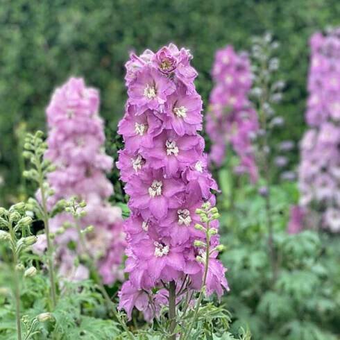 Mini Pinks Delphinium