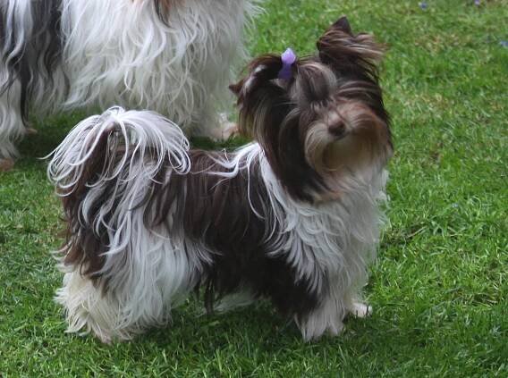 Biro Yorkshire Cookie - Home of Harmony Zucht für Biewer-, Biro-, Golddust-, Yorkshire Terrier