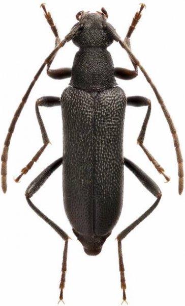 Grammoptera gracilis
