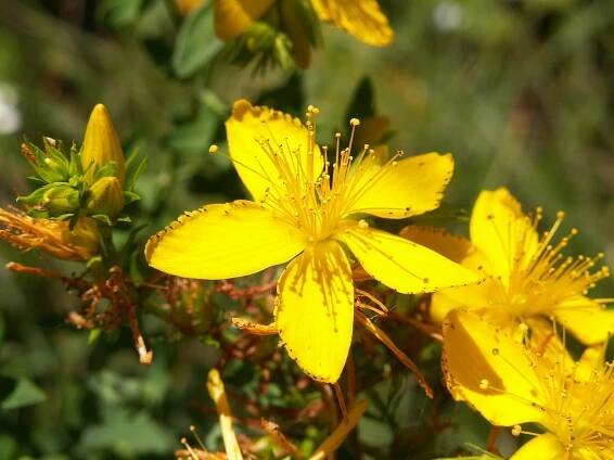 Hypericum