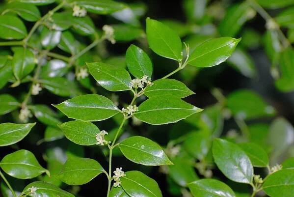 Cassinopsis