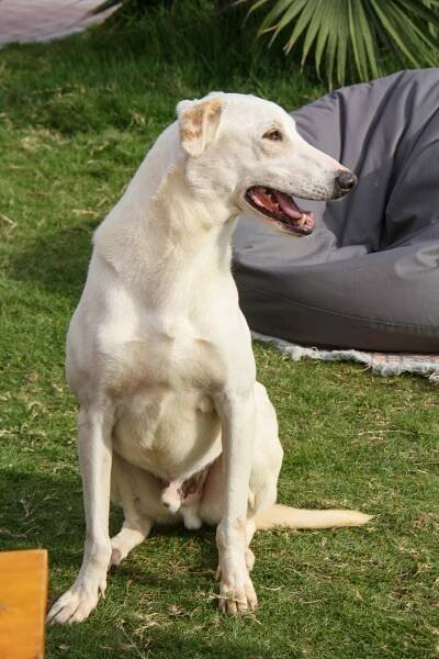 Finn | Adopt An Animal BARC